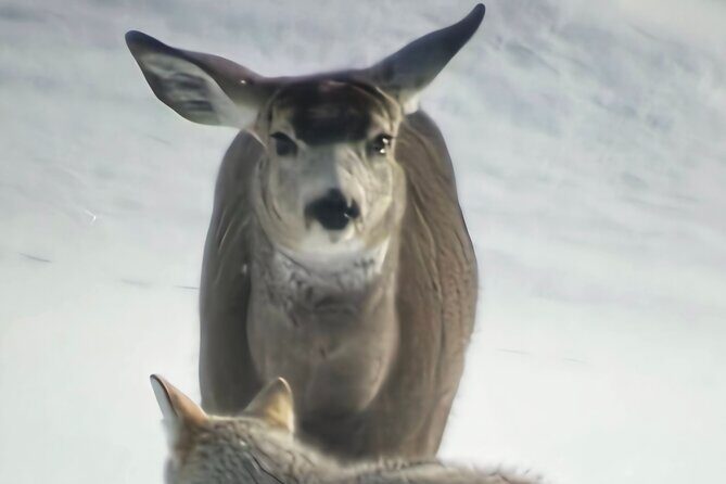 Private Wolf and Bear Watching in Yellowstone - Key Points