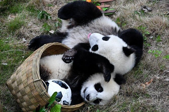 Private Wolong Panda Base and Earthquake Site Day Tour - Who Is This Tour Best For?