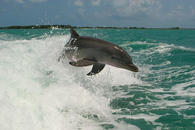 Private Yacht Cruise to Dolphin House with Lunch : Hurghada - The Sum Up: Is This Tour Worth It?