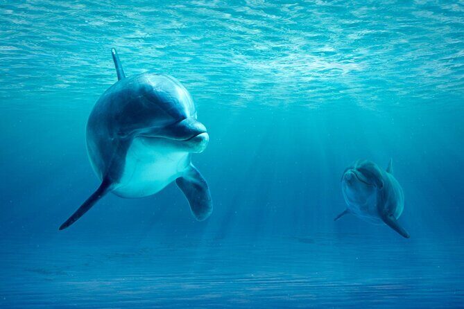 Private Yacht Cruise to Dolphin House with Lunch : Hurghada - Frequently Asked Questions