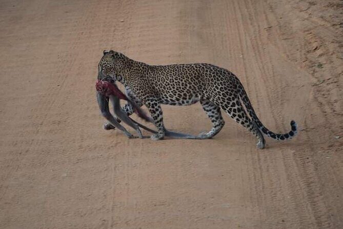 Private Yala Safari Full or Half Day Leopard Tour - The Experience: What to Expect