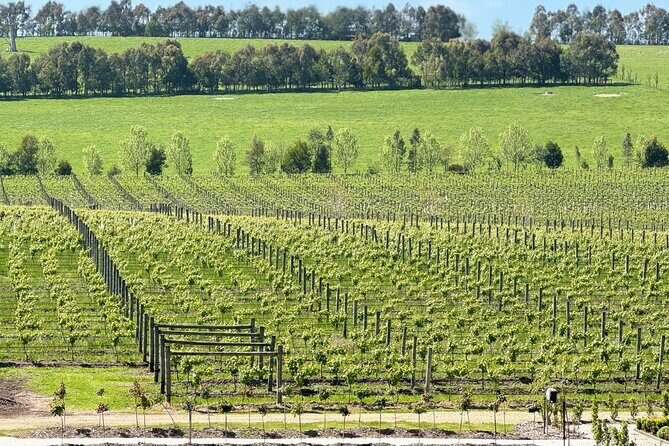 Private Yarra Valley Winery & Healesville Sanctuary Tours - Discovering the Yarra Valley: A Deep Dive