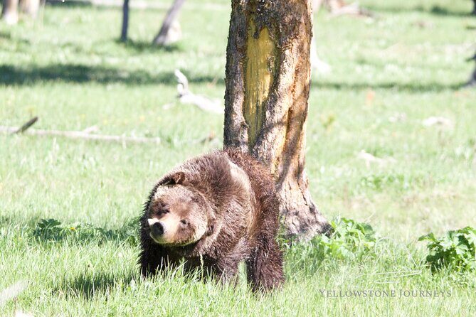 Private Yellowstone Journey from Gardiner, MT - Final Thoughts: Is This Tour Right for You?