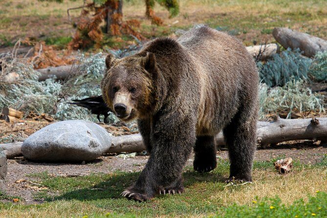 Private Yellowstone National Park Sightseeing Tour with Lunch - Key Points