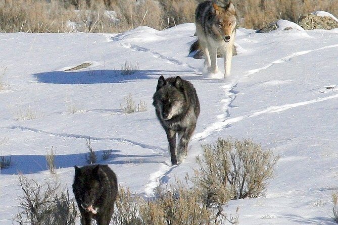 Private Yellowstone National Park Sightseeing Tour with Lunch - Exploring Yellowstone with a Private Guide