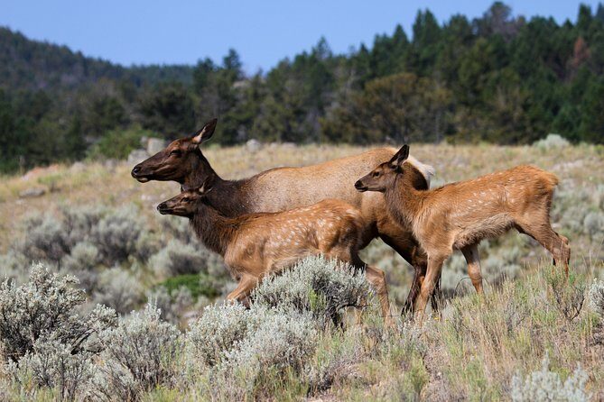 Private Yellowstone National Park Sightseeing Tour with Lunch - What Makes This Tour Stand Out?