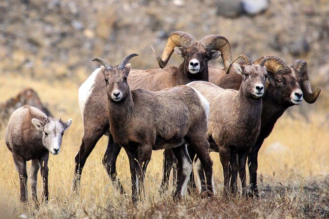 Private Yellowstone National Park Sightseeing Tour with Lunch - The Value of a Private Tour