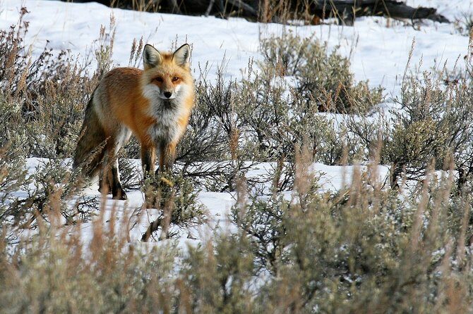 Private Yellowstone National Park Sightseeing Tour with Lunch - Practical Tips for Your Yellowstone Experience