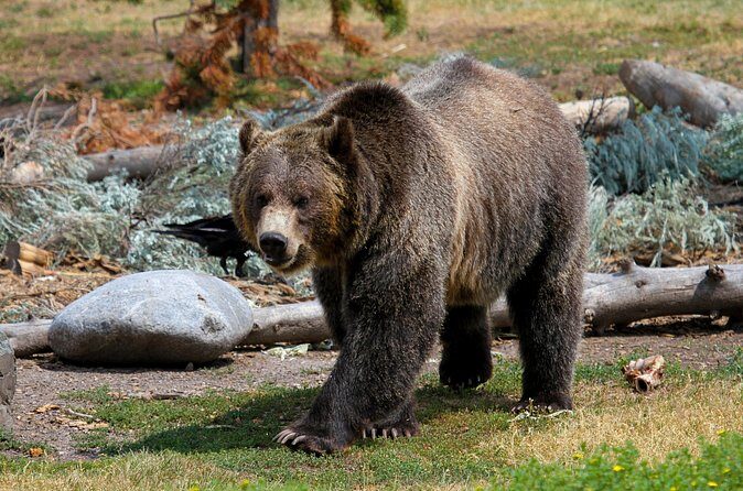 Private Yellowstone National Park Sightseeing Tour with Lunch - FAQ
