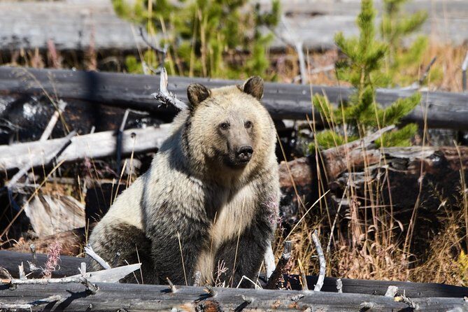Private Yellowstone Old Faithful and Lower Loop Tour - FAQ