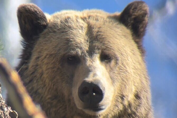 Private Yellowstone Tour: ICONIC Sites, Wildlife, Family Friendly Hikes + lunch - FAQs