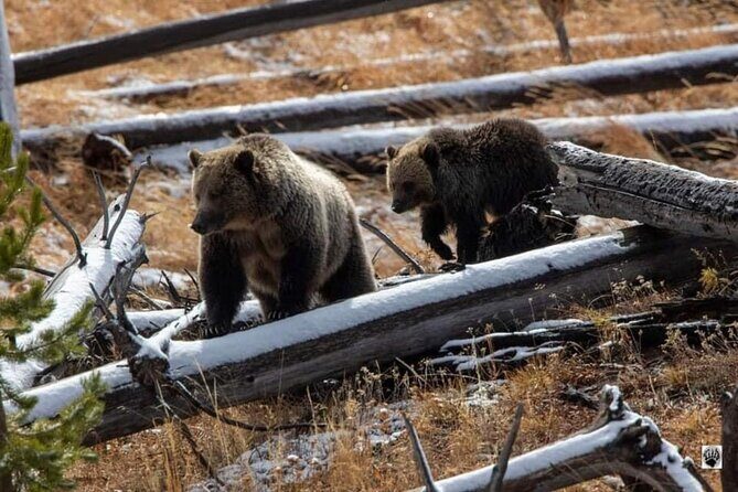 Private Yellowstone Wildlife and Photo Tours West Yellowstone - An In-Depth Look at the Yellowstone Wildlife and Photo Tour