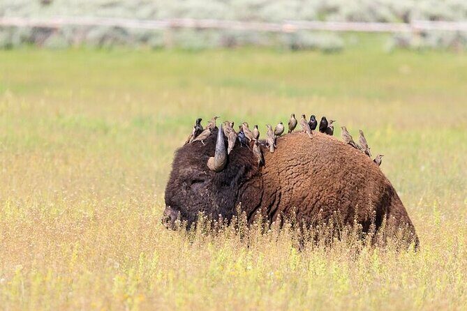 Private Yellowstone Wildlife Safari Tour From Cody, WY - Key Points