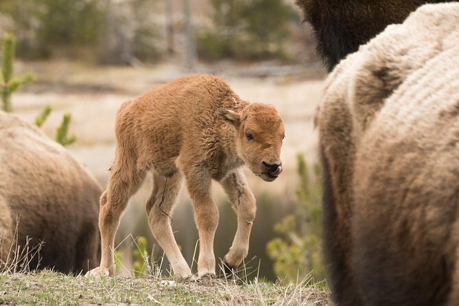 Private Yellowstone Wildlife Sightseeing Tour - An In-Depth Look at the Yellowstone Wildlife Tour