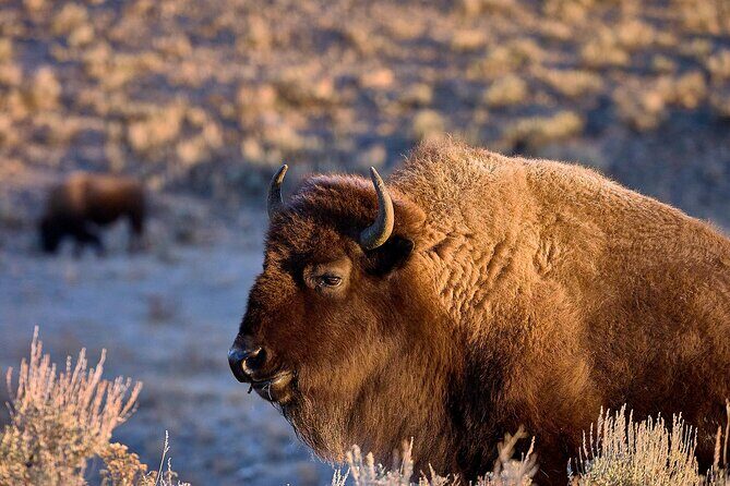 Private Yellowstone Wildlife Tours & Photo Safaris - Half Day - Key Points