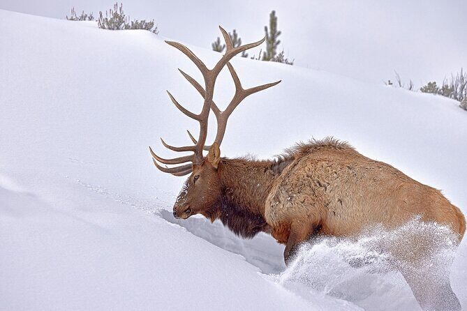 Private Yellowstone Wildlife Tours & Photo Safaris - Half Day - Deep Dive into the Yellowstone Safari Experience
