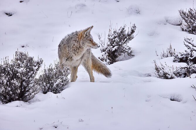 Private Yellowstone Wildlife Tours & Photo Safaris - Half Day - Who Is This Tour Best For?
