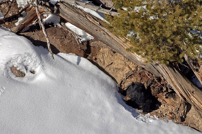 Private Yellowstone Wildlife Tours & Photo Safaris - Half Day - FAQ