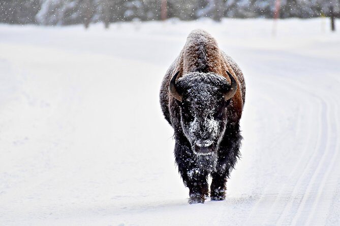 Private Yellowstone Winter Wolf Watching and Wildlife Safari - Key Points