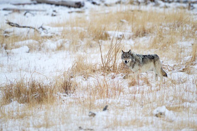 Private Yellowstone Winter Wolf Watching and Wildlife Safari - Why This Tour Is Worth the Price