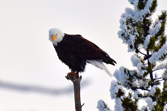 Private Yellowstone Winter Wolf Watching and Wildlife Safari - The Sum Up
