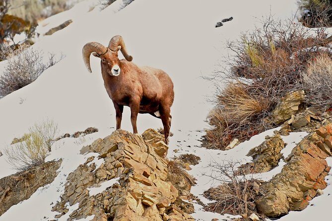 Private Yellowstone Winter Wolf Watching and Wildlife Safari - FAQ