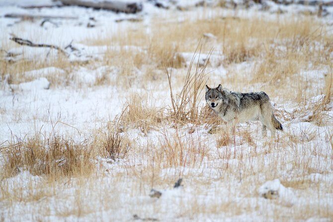 Private Yellowstone Wolf Watching & Wildlife Safari + lunch - Who Will Love This Tour?