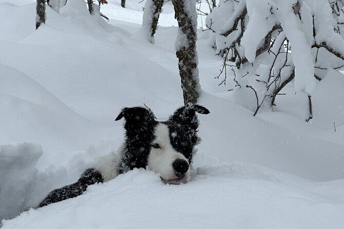 Privately Guided Snowshoe Experience - FAQ