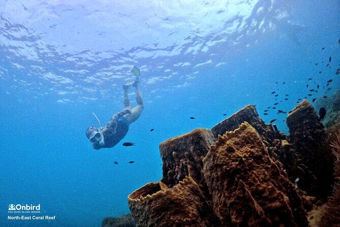 PRO-SNORKELING to Explore Hidden Coral Reefs (MAX 10 PAX) - Key Points