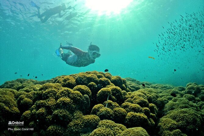 PRO-SNORKELING to Explore Hidden Coral Reefs (MAX 10 PAX) - A Closer Look at the Snorkeling Experience