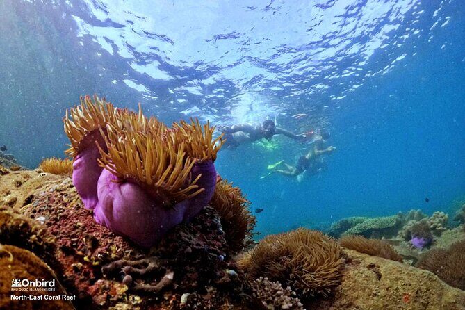 PRO-SNORKELING to Explore Hidden Coral Reefs (MAX 10 PAX) - Analyzing the Value