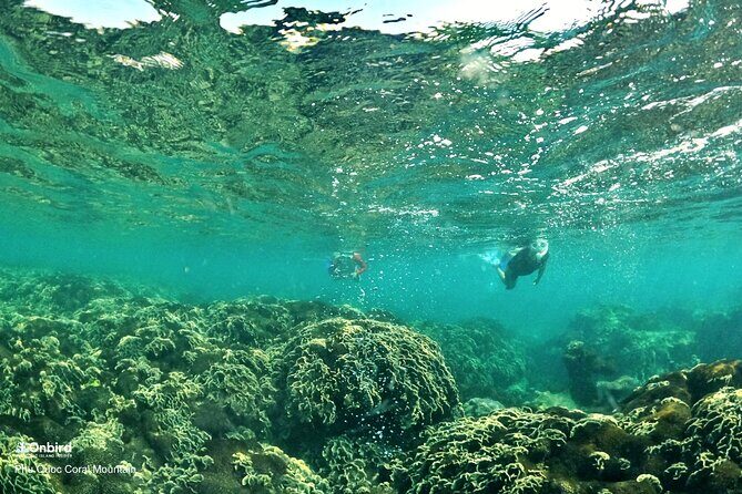 PRO-SNORKELING to Explore Hidden Coral Reefs (MAX 12 PAX) - FAQ