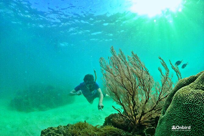 PRO-SNORKELING to Explore The Coral Jungle REEF (MAX 10 PAX) - An Overview of the Tour