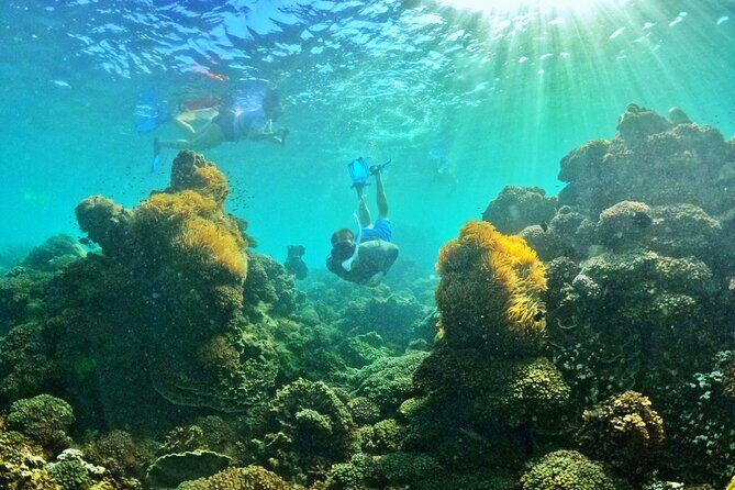 PRO-SNORKELING to Explore The Coral Jungle REEF (MAX 10 PAX) - Analyzing the Value