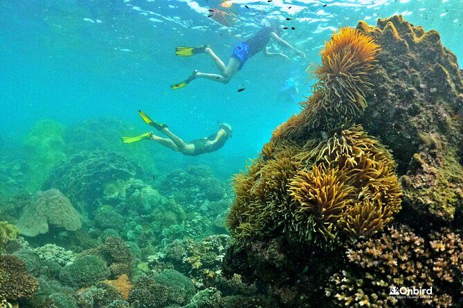 PRO-SNORKELING to Explore The Coral Jungle REEF (MAX 10 PAX) - The Sum Up