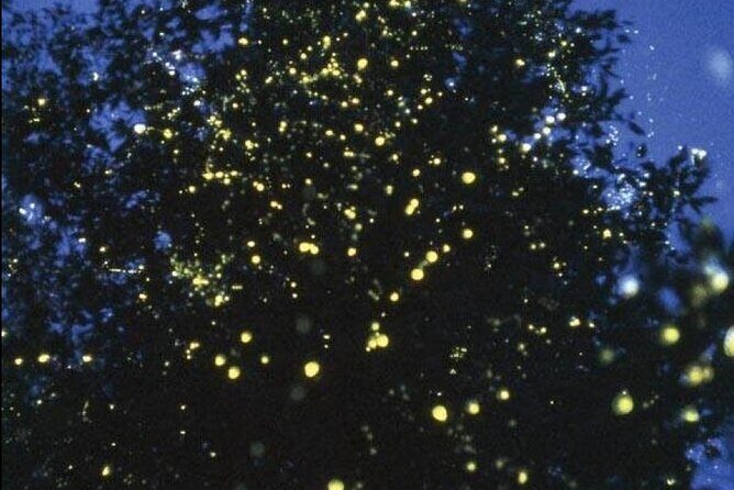 Proboscis Monkey and Fireflies River Cruise - The Experience from the Traveler’s Perspective