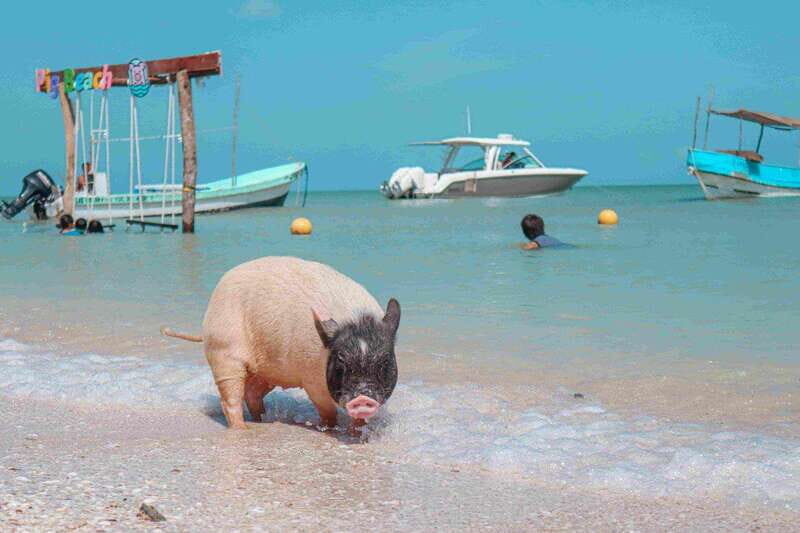 Progreso: Isla Columpios and Pig Beach Club Day Pass - The Boat Ride and Bird Watching Experience