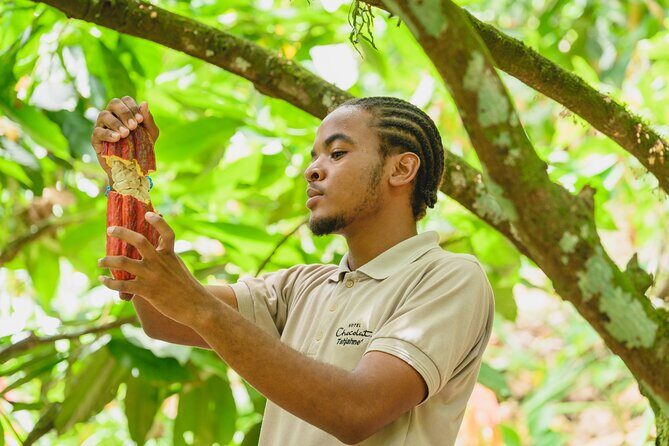 Project Chocolat Tree to Bar Tour at Hotel Chocolat Saint Lucia - The Value of the Tour