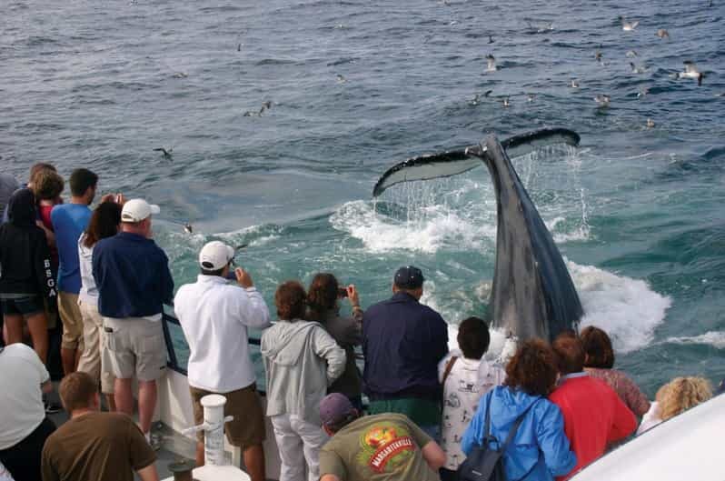 Provincetown: Whale Watching Cruise - An In-Depth Look at the Whale Watching Experience