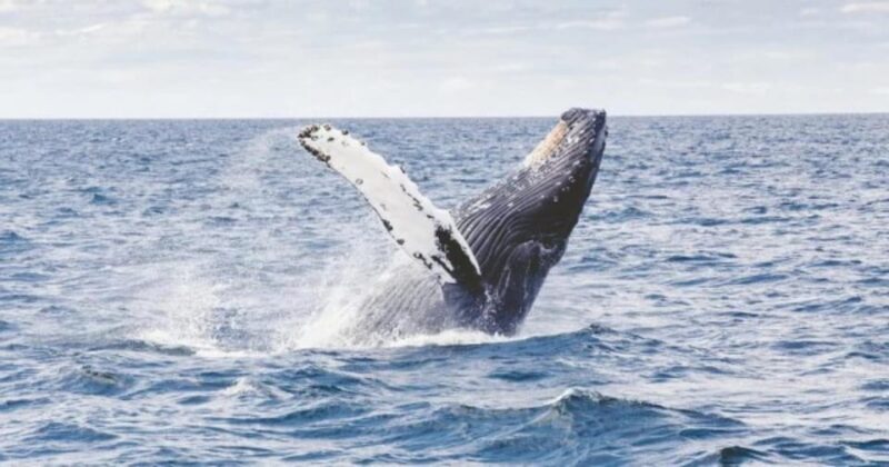 Provincetown: Whale Watching Cruise - Why This Tour Offers Good Value