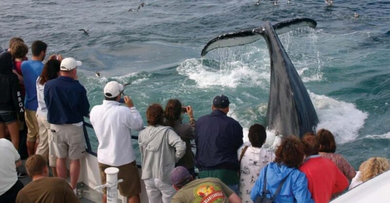 Provincetown: Whale Watching Cruise - Who Should Consider This Tour?