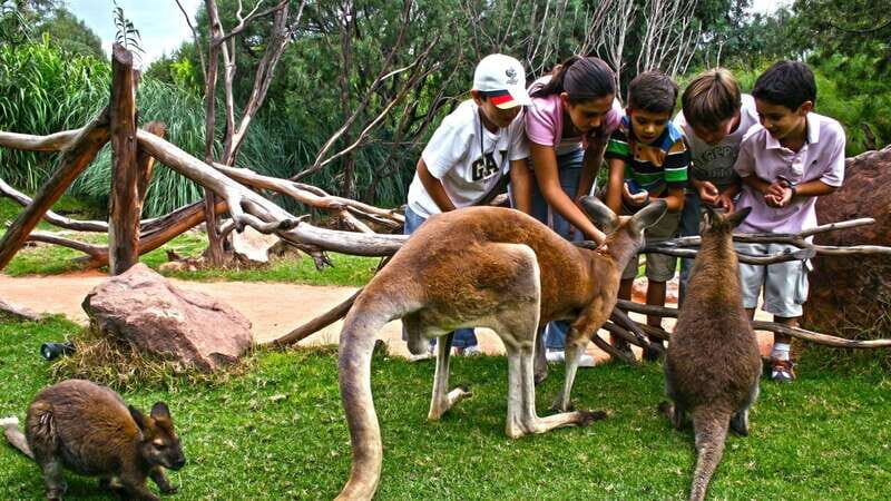 Puebla Africam Safari Park, Live an Unforgettable Adventure! - What’s Not Included