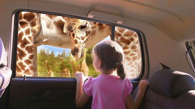 Puebla Africam Safari Park, Live an Unforgettable Adventure! - Practical Tips for Visitors