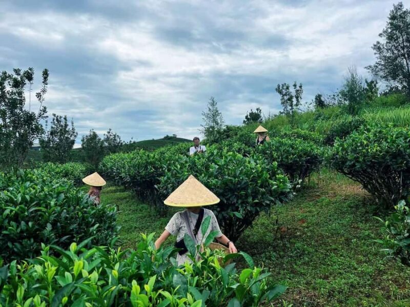 Puer Tea Picking and Tasting | 3-4 Hour Morning Trip - Who Will Enjoy This Tour?