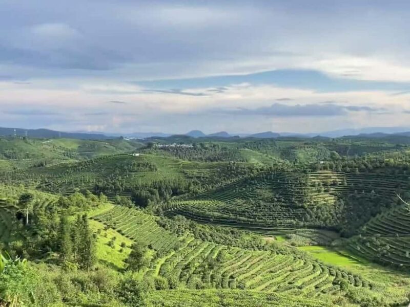 Puer Tea Picking and Tasting | 3-4 Hour Morning Trip - Key Points