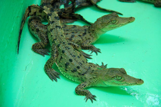 Puerto Angel Exotic Animal Wildlife Experience - Frequently Asked Questions