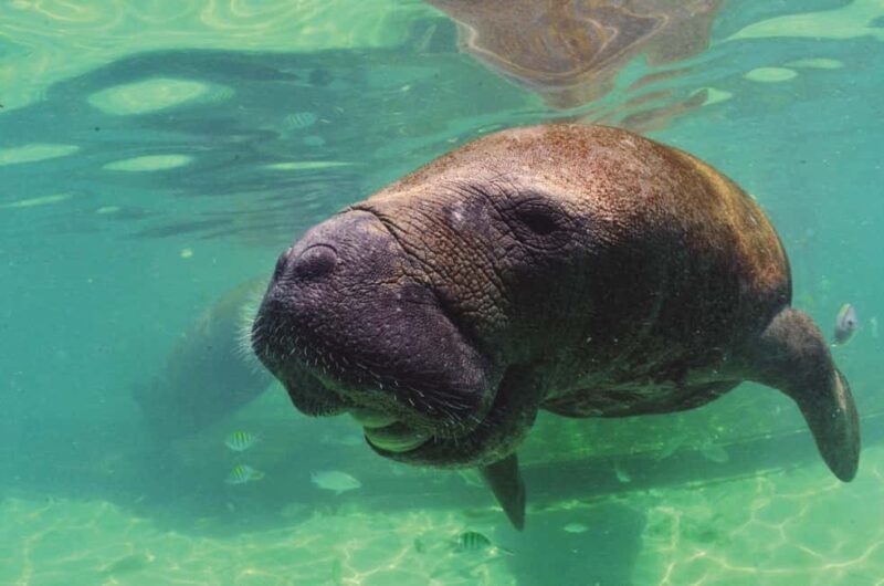 Puerto Aventuras: Dolphin and Manatee Interaction with Lunch - A Closer Look at the Experience