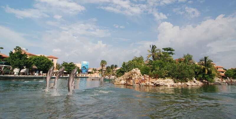 Puerto Aventuras: Manatee Encounter - Key Points