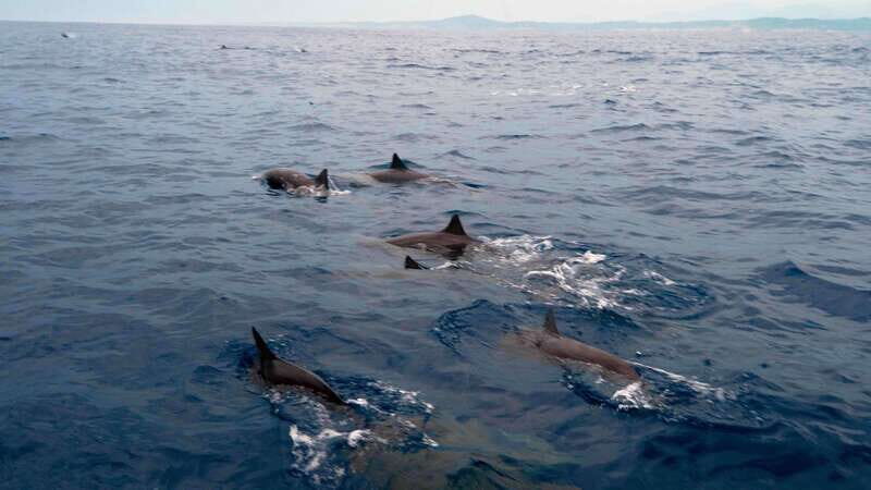 Puerto Escondido: Boat Tour among Dolphins and Turtles - An In-Depth Look at the Experience