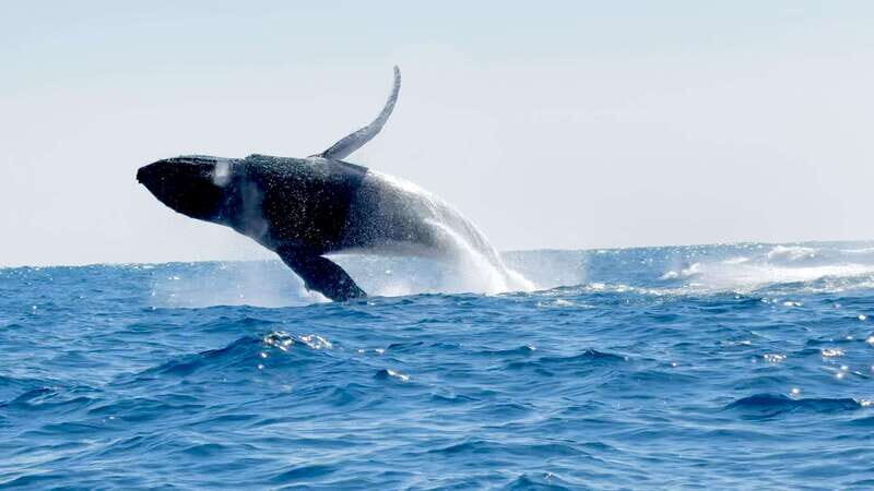 Puerto Escondido: Boat Tour among Dolphins and Turtles - FAQ